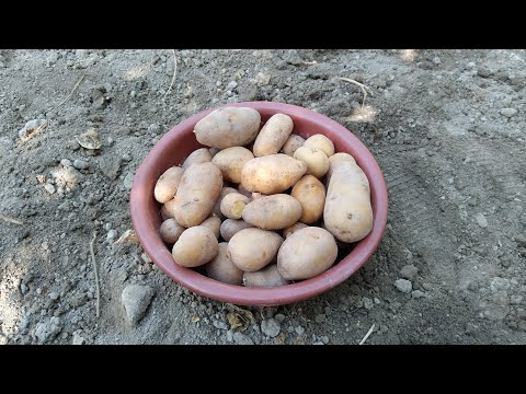 Видео: КУЗГИ  ИШЛАРИМИЗ🥔🥔🥔🫑🫑🫑🍅🍅🥒🥒🥦🥦