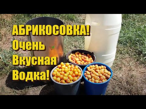 Видео: Делаем Абрикосовое вино для приготовления отличной водки!