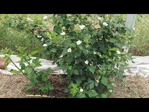 Видео: Ежевика на первое июня 2025 г