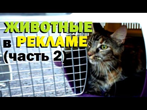 Видео: #Галилео | Животные в рекламе (часть 2)