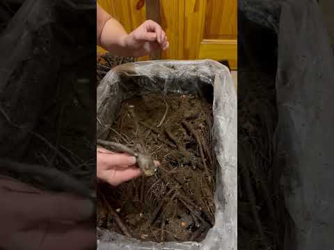 Видео: Распаковка Корней пионов 2025-2