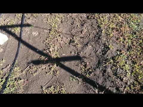 Видео: Опушение почек в октябре. Кормление винограда поздней осенью.