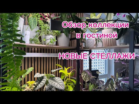 Видео: ОБЗОР растений В ГОСТИНОЙ