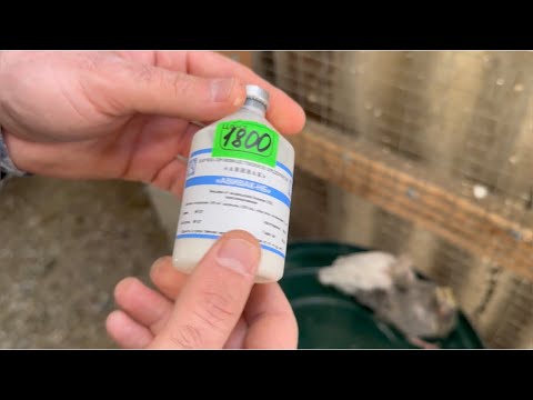 Видео: Вакцинация ОТ КРУТКИ , самый легкий способ! #pigeons #голуби #göyərçin #авивак