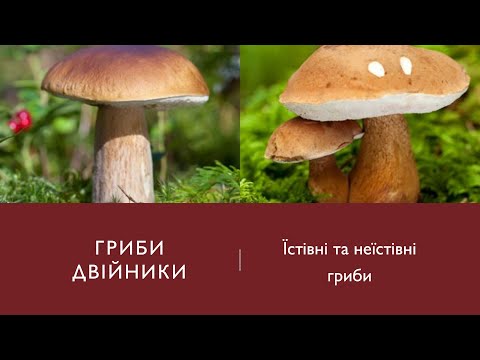 Видео: Гриби-двійники. П'ять поширених грибів-двійників. Їстівні, неїстівні , отруйні гриби