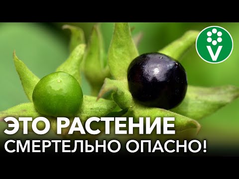 Видео: САМЫЕ ОПАСНЫЕ РАСТЕНИЯ, К КОТОРЫМ НЕ СТОИТ ПРИКАСАТЬСЯ или употреблять в пищу: дома, в саду и в лесу