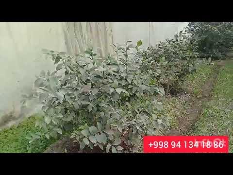 Видео: Иссикхонада кузги ва кишги агро тадбирлар.Биогумус бор +998941341886