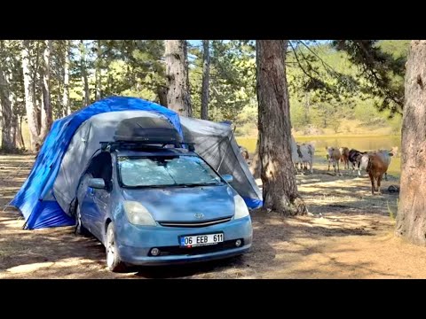 Видео: УЮТНЫЙ СЕМЕЙНЫЙ КЕМПИНГ С ПАЛАТКОЙ НА БАГАЖНИК АВТОМОБИЛЯ | ЗАТЕРЯЛСЯ В ЛЕСУ