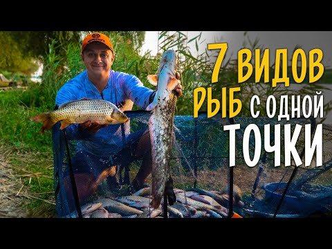 Видео: 7 ВИДОВ РЫБ НА ФИДЕР за один день! Супер рыбалка на Дунае.