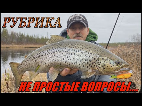 Видео: Plotva Twin -  непростые вопросы