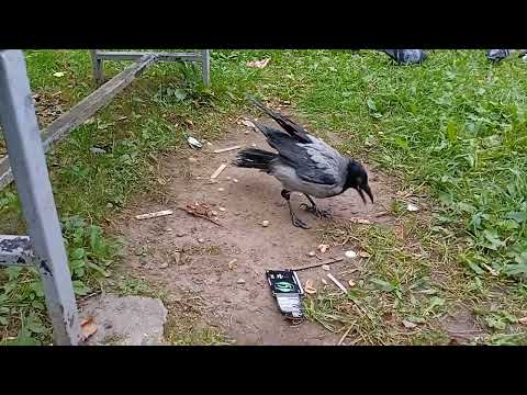 Видео: Выгуливаем ворону