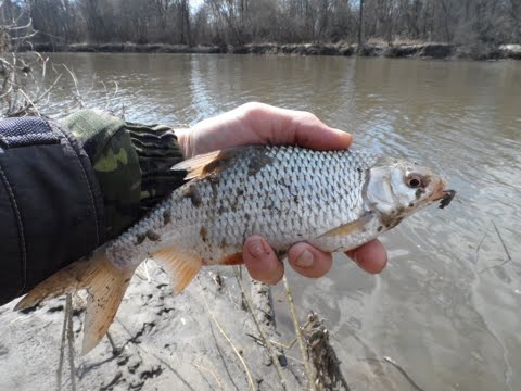 Видео: Рыбалка на Суре в Колдаис - Ловля на фидеры"флагман" и спиннинги "крокодилы"
