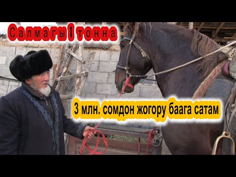 Видео: Алайлык саяпкер салмагы 1 тоннага жеткен атын 3 млн сомго баалады