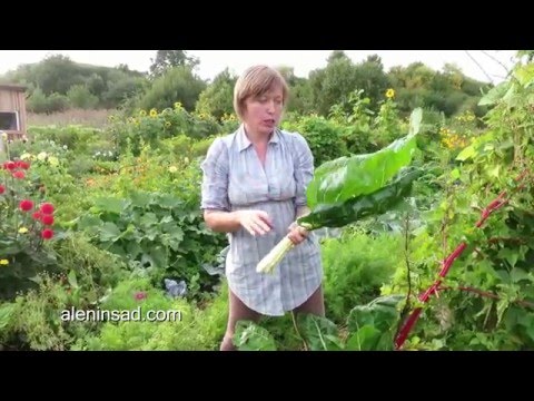 Видео: Мангольд.  Как правильно собирать листья.  Цветение мангольда 🌿 Swiss chard