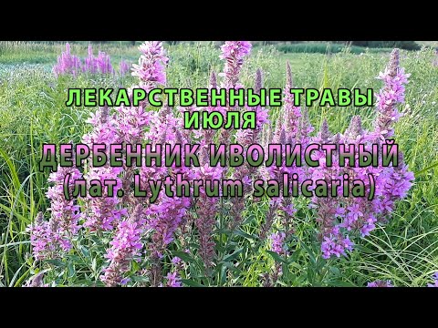 Видео: Лекарственные растения июля "Дербенник иволистный"