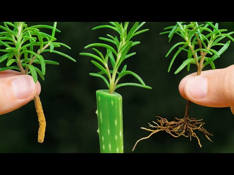 Видео: ROMERO Cuttings - Больше ЛИСТЬЕВ и ветвей - Высокая производительность 🌿🌿🌿