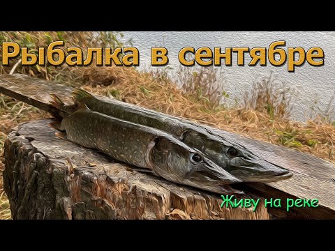 Видео: Живу На РЕКЕ. Рыбалка на щуку в сентябре.
