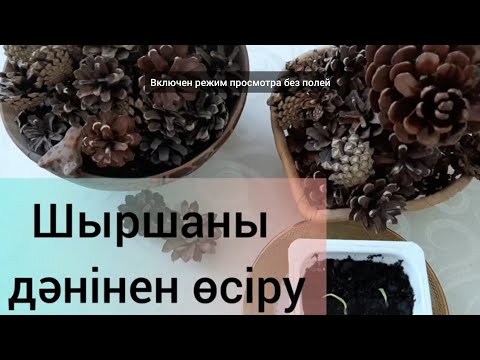 Видео: Шыршаның дәнін тамырлату Тамыр шықты. карагайдын уруктарын өстүрүү #шыршаегу #шыршадәні #еловыешишки