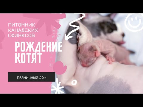 Видео: Рождение котят. Питомник канадских сфинксов Пряничный Дом.