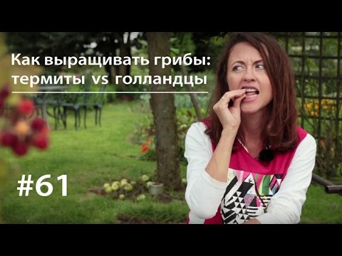 Видео: Как выращивать грибы: термиты vs голландцы // ВКУЗ #61