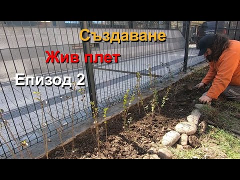 Видео: ЖИВ ПЛЕТ - ЕПИЗОД 2/3 - Създаване на Жив Плет от Ligustrum / Птиче грозде