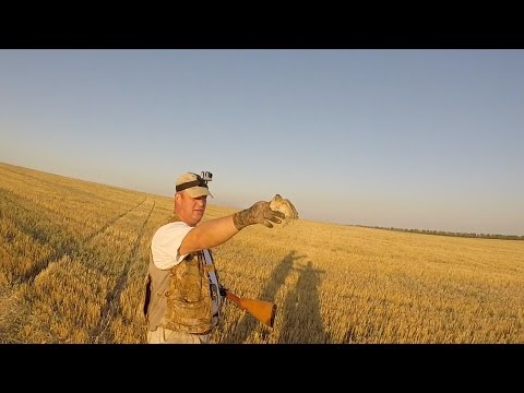 Видео: Охота с дратхааром на перепела, август 2015.Hunting for quail, German drathaar.