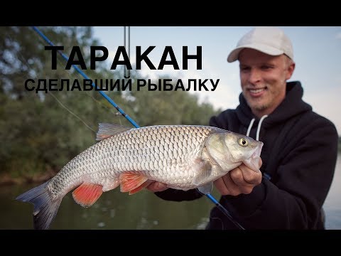 Видео: Возвращение в голавлиную сказку. Ловим на "тараканов".