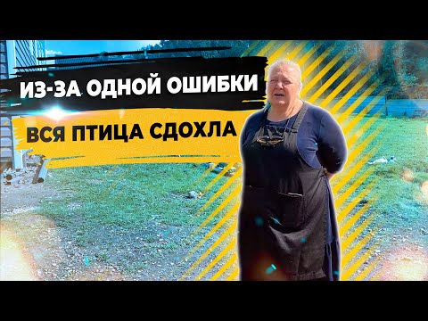 Видео: Погибли все куры. Ошибки содержания птицы.