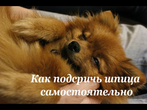 Видео: Как подстричь шпица самостоятельно