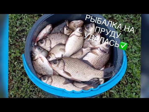 Видео: ДИКИЙ КЛЕВ КАРАСЯ НА ПРУДУ🎣