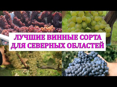 Видео: ЛУЧШИЕ ВИННЫЕ СОРТА ВИНОГРАДА ДЛЯ СЕВЕРНЫХ ОБЛАСТЕЙ,  6* ОТЕЛЬ ЭДЕМ /ТЕХНИЧЕСКИЕ СОРТА