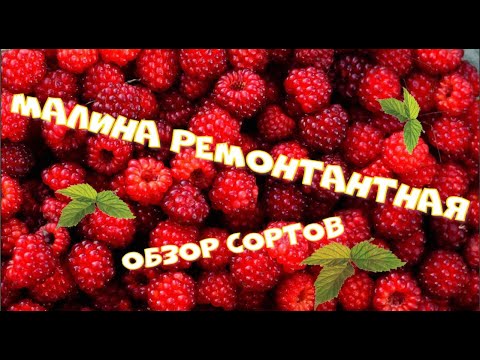 Видео: Малина ремонтантная в Сибири.  Обзор сортов. Осень 2020
