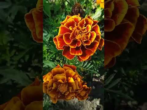 Видео: На даче. Поработали воры, что урожая картофеля 2025