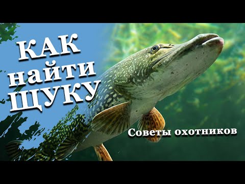 Видео: Как найти щуку на подводной охоте. Советы для начинающих.