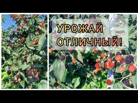 Видео: Ежевика 2022. Мегаурожай. Проблемы этого сезона