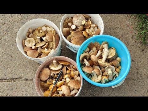 Видео: Непоседы в лес // много съедобных грибов//меня укусили🥴//