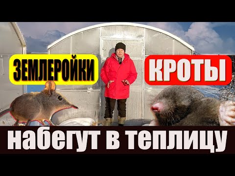 Видео: Зимой в закрытую теплицу набегут кроты и землеройки