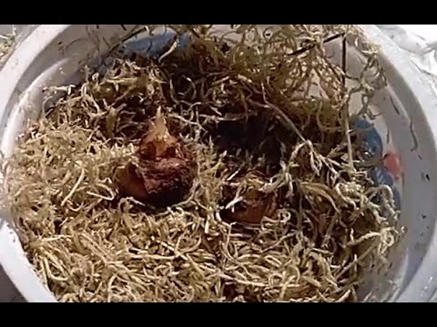 Видео: Алоказия Полли, как быстро прорастить клубни?! Проверенный способ