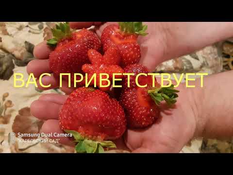 Видео: СОРТА КЛУБНИКИ "КРАПО 10"  И "ФЛОРИНА"🍓🍓🍓