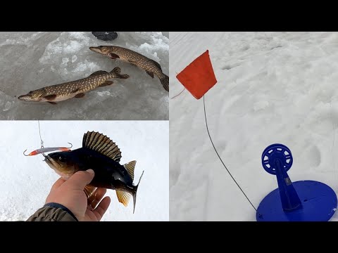 Видео: СОТНИ СРАБОТОК НА ЖЕРЛИЦЫ!!!;Закрытие зимнего сезона,рыбалка на озере.