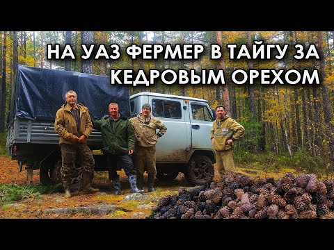 Видео: На УАЗ Фермер в тайгу за кедровым орехом