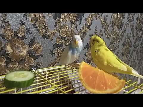 Видео: Сёма 🦜 подлиза ❤️