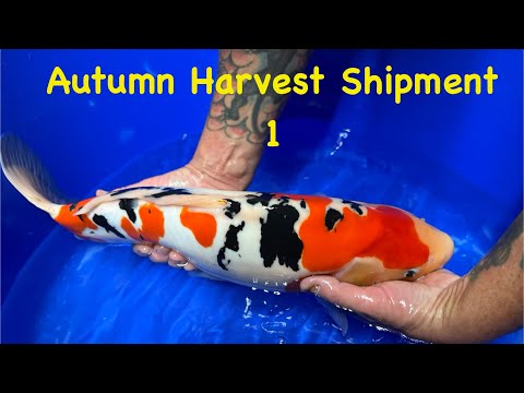 Видео: Осенний урожай 2025 г. // Доставка кои из Японии в Великобританию // Отправка 1