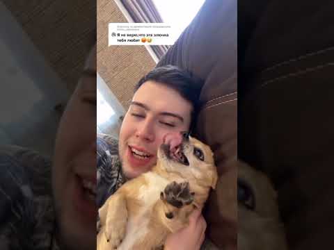 Видео: Парень и чихуахуа угарные моменты (нарезка) 2 части