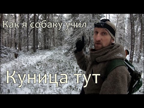 Видео: Охота на куницу с лайкой.Первая куница Чуи. Снегоход IRBIS TUNGUS 600L