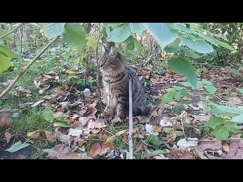 Видео: Котик 