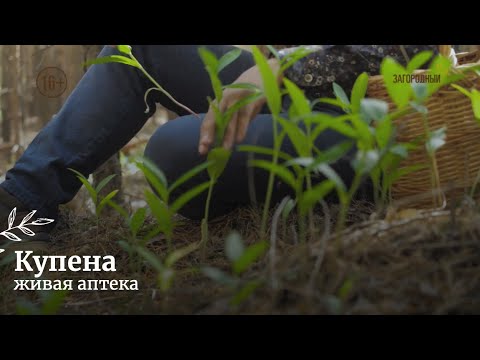 Видео: Купена // Живая аптека