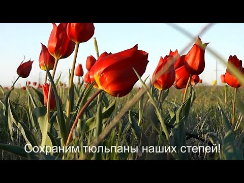 Видео: Сохраним дикие тюльпаны наших  степей от вымирания