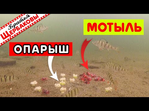 Видео: ПРИКОРМКА замороженным МОТЫЛЁМ и ОПАРЫШЕМ. Реакция рыбы. ПОДВОДНЫЕ СЪЁМКИ