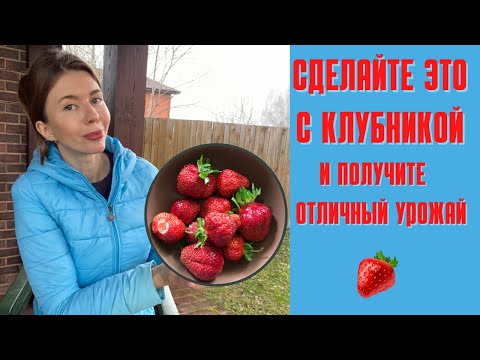 Видео: КЛУБНИКИ БУДЕТ МНОГО. Просто соблюдайте эти 5 правил ухода за ней